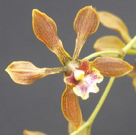 Encyclia spatella